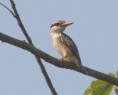 /album/photogallery/striped-kingfisher-at-tujjerey-jpg/